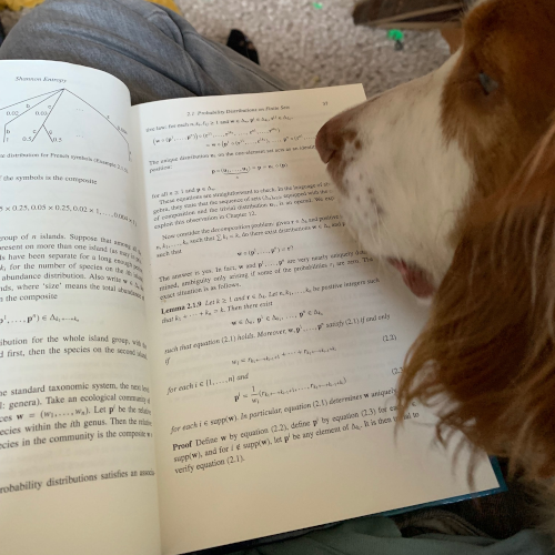 dog
								   studying
								   book