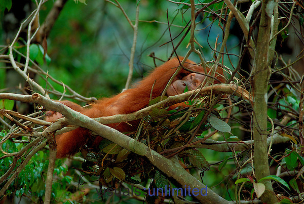 Orangutan resting in nest